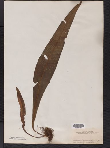 Polypodium