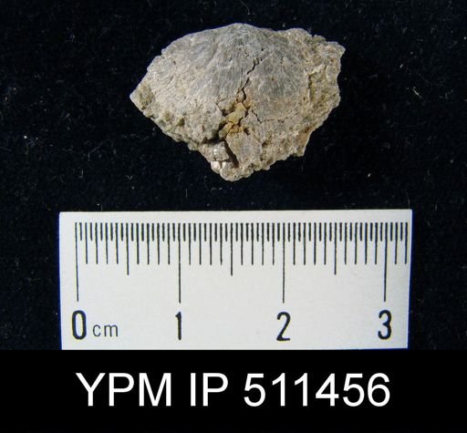 undet. Strophomenida