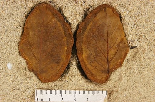 Angiospermopsida