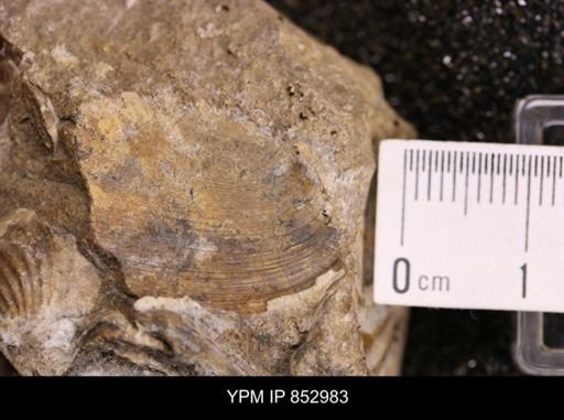 Inoceramus sp.