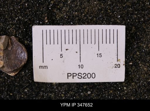 Limopsis striatopunctatus
