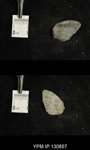 Stropheodonta sp.