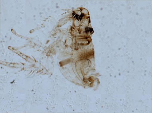 Spilopsyllus cuniculi