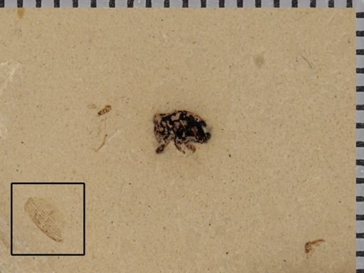 undet. Coleoptera