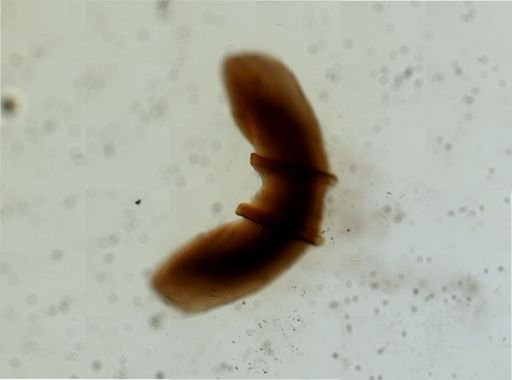 Theba pisana