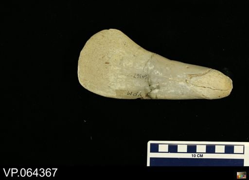 undet. Plesiosauridae