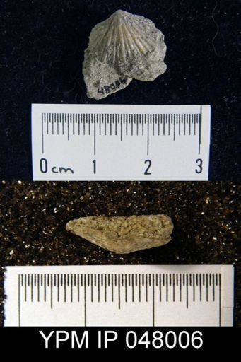 Schizoramma fissiplicata