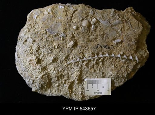 Archimedes sp.