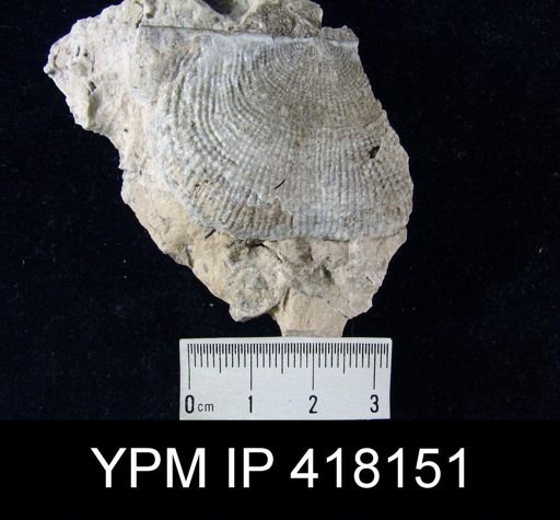 Productus uralicus?