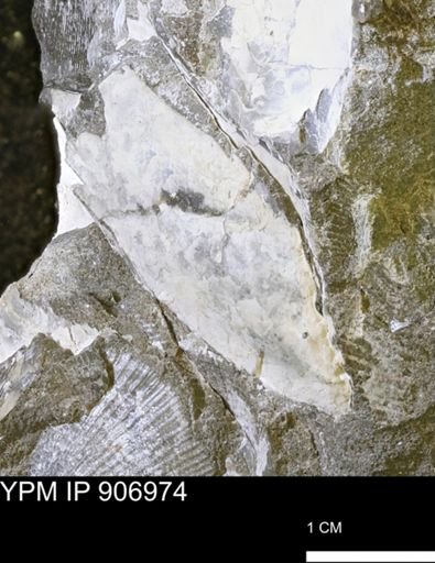 Pseudoptera sp.