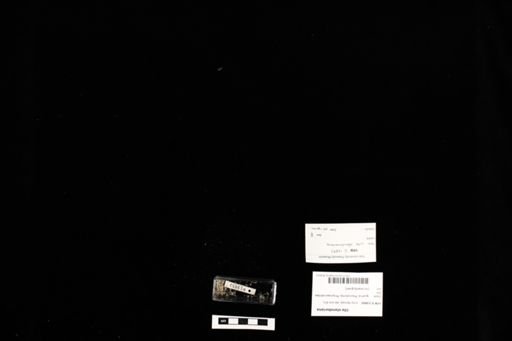 Uta stansburiana