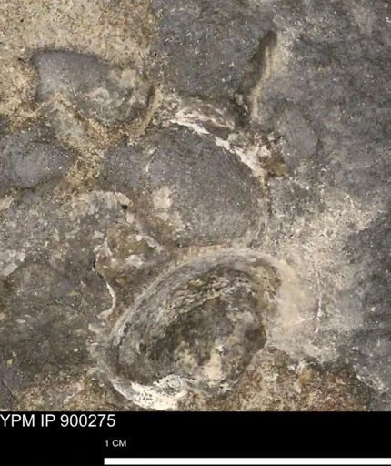 Anomia gryphorhyncha