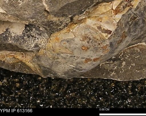 Baculites sp.