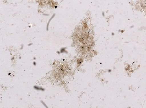 Callyspongia sp.