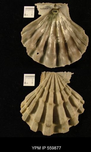 Lyropecten nodosus