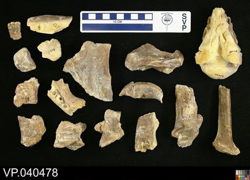 Platecarpus sp.