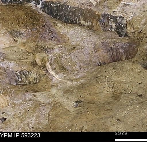 Inoceramus cuneatus