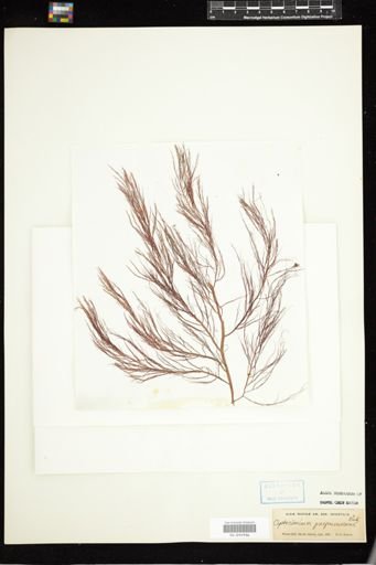 Cystoclonium purpurascens