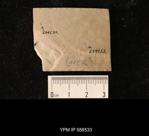 undet. Hymenoptera