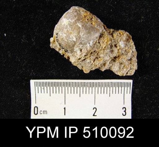 undet. Athyridida