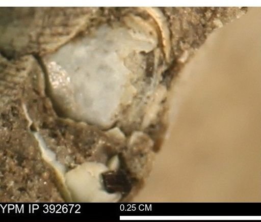 Protocardia subquadrata