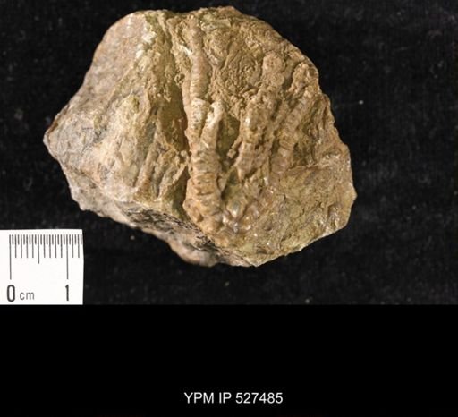 Iocrinus subcrassus
