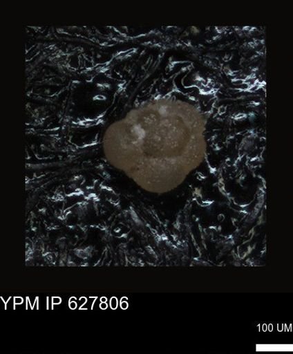 undet. Foraminiferida