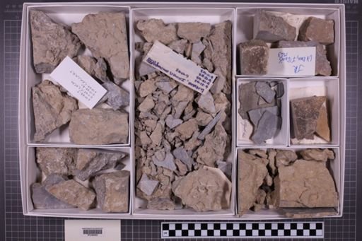 mixed taxa, stratigraphic collection