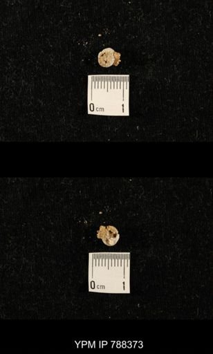 taxon undetermined