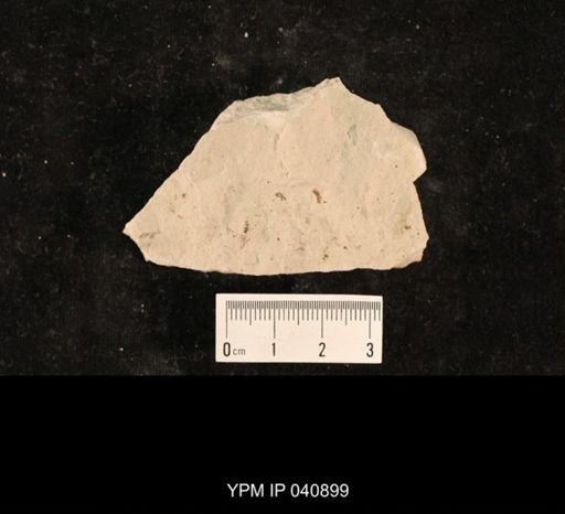 Grylloblattida