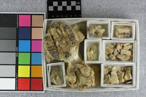 Perchoerus probus