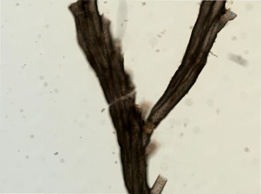 Crisulipora occidentalis