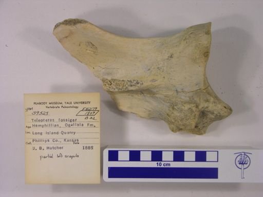 Teleoceras fossiger