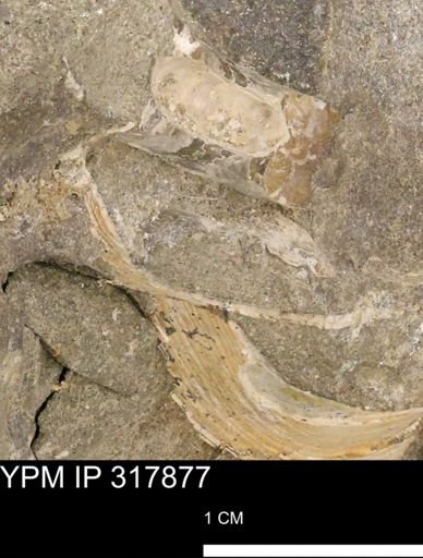 Hoploscaphites sp.