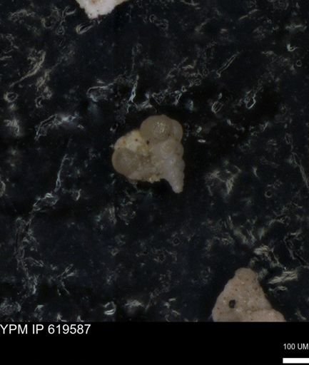 undet. Heterohelicidae
