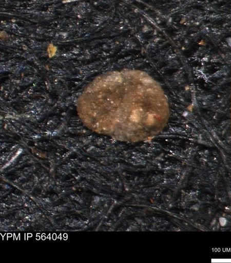 Foraminiferida