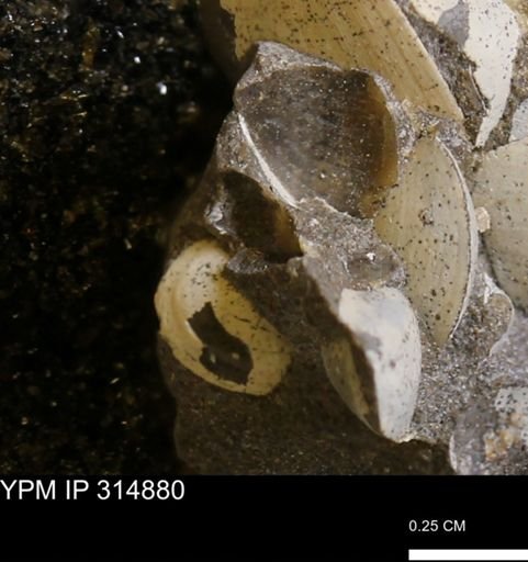 undet. Bivalvia