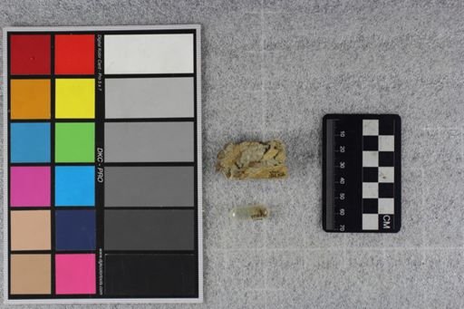 Mesohippus?