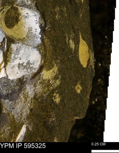 Protocardia sp.