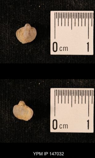 Ambocoelia planoconvexa