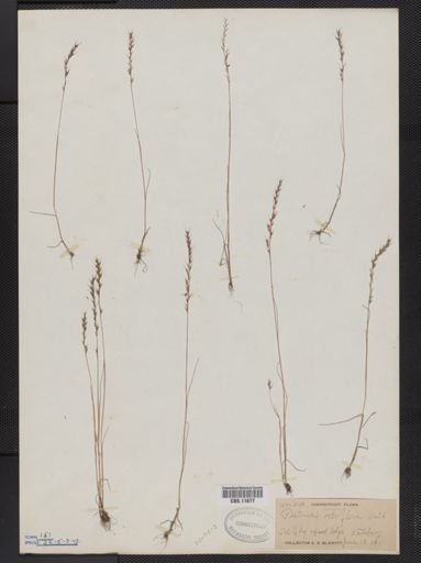 Vulpia octoflora