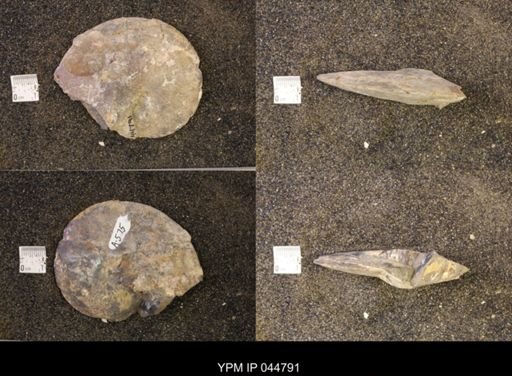 Sphenodiscus lenticularis