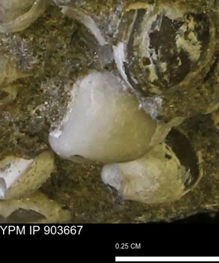 Corbulamella sp.