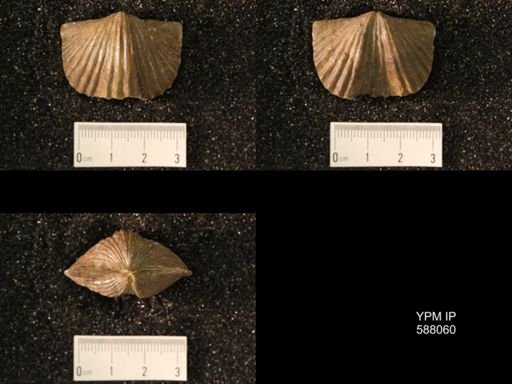 Platystrophia laticostata