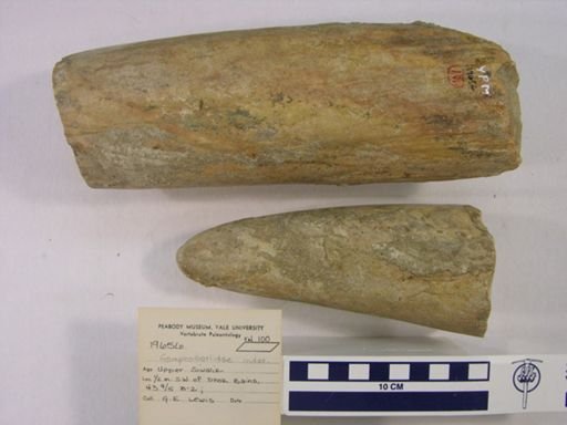 Gomphotheriidae