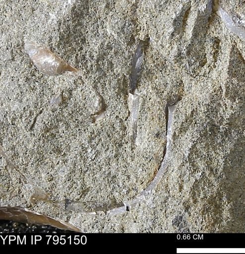 undet. Bivalvia