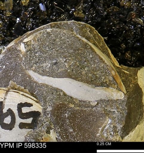 Limopsis striatopunctatus