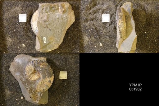 Hoploscaphites comprimus
