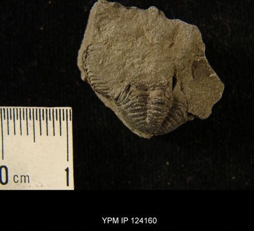 Phacops rana