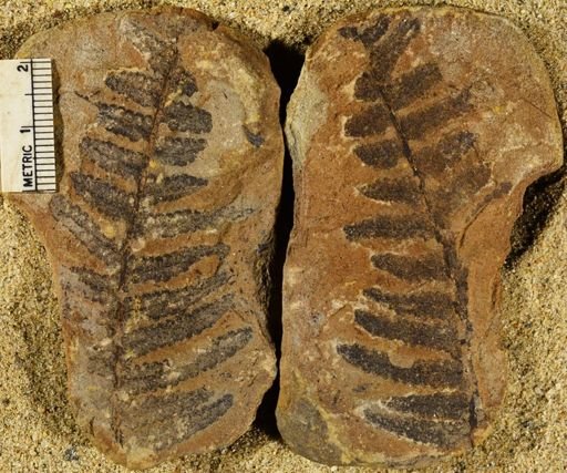 Pecopteris